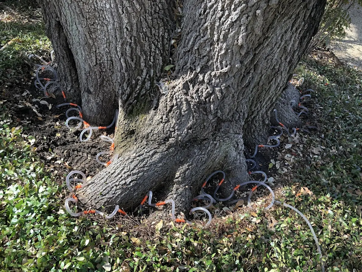 Detailed Tree Cabling and Bracing job site in Glorieta