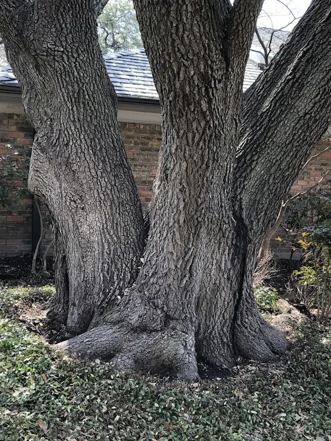 Mature heritage tree close to a Glorieta property cared for by certified arborists